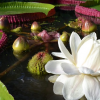 World’s biggest water lily species discovered